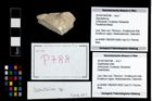 Foto (Objekt + Etikett) von Discutiolira sp.  (NHMW-GEO-2014-0194-0788)